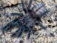 Psalmopoeus cambridgei L2 (3CitySpiders)