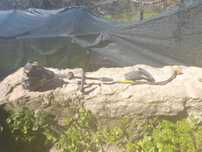 Roçadora mcculogh