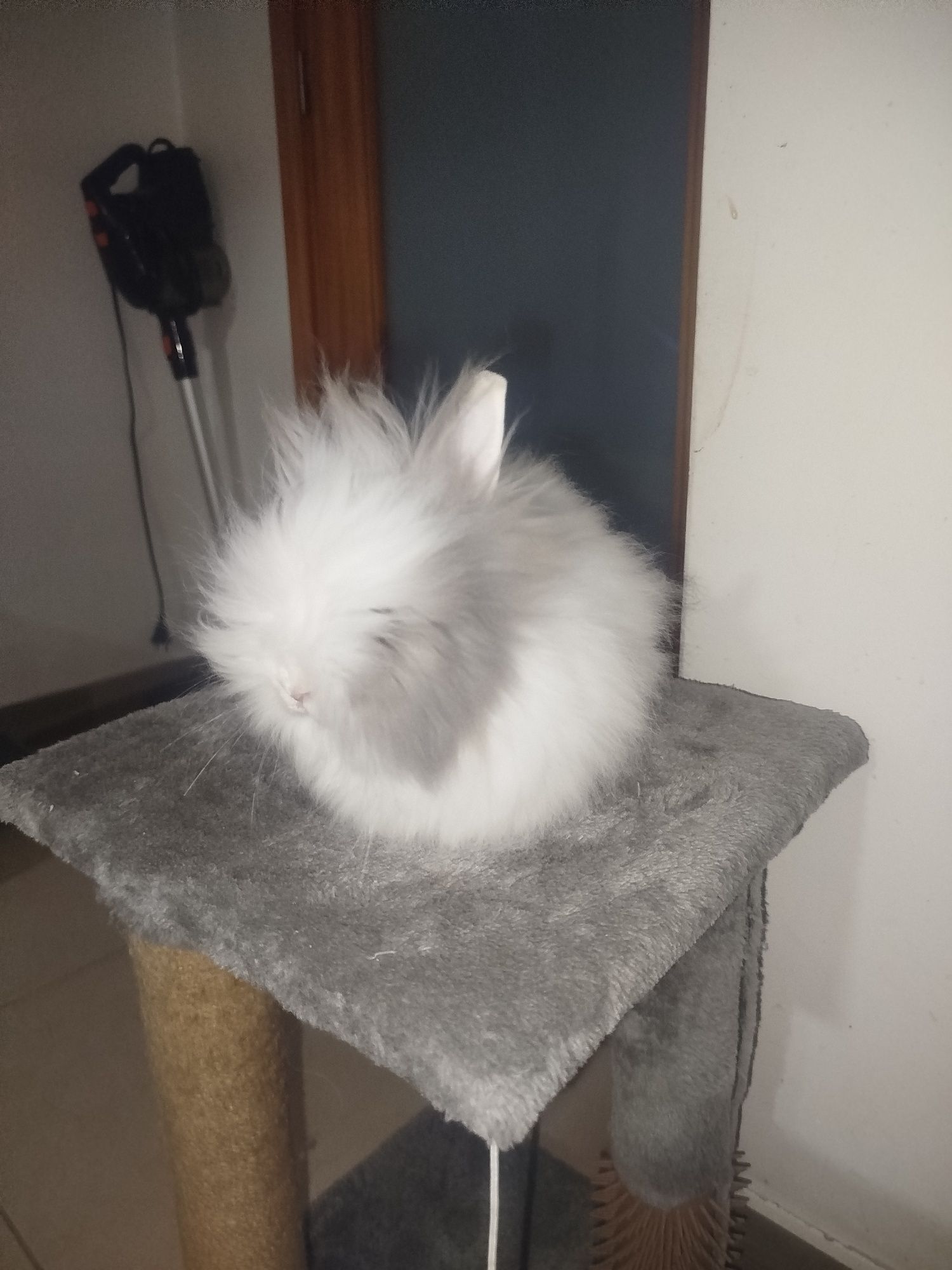 Coelho teddy dwerg vacinada