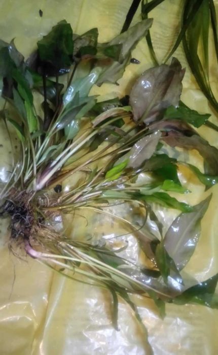 Roślinki i ślimaki,nurzaniec olbrzymi