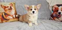 Welsh Corgi Pembroke