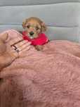 Maltipoo piesek w ciemnym kolorze