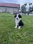 Sprzedam Szczeniaka Border Collie