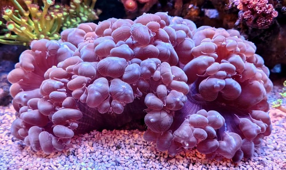 Akwarium morskie plerogyra