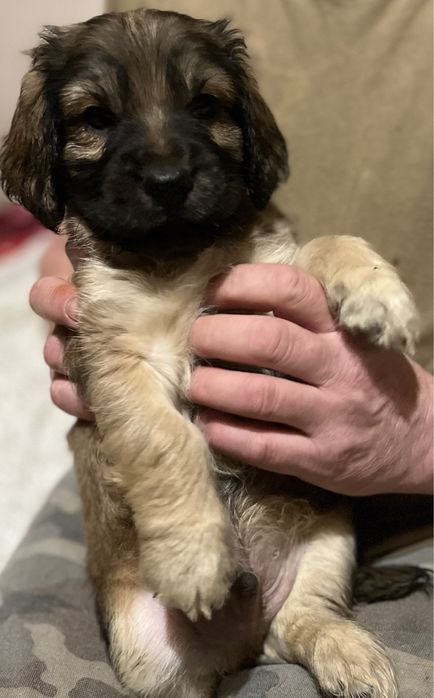 Pieski do oddania w dobre ręce