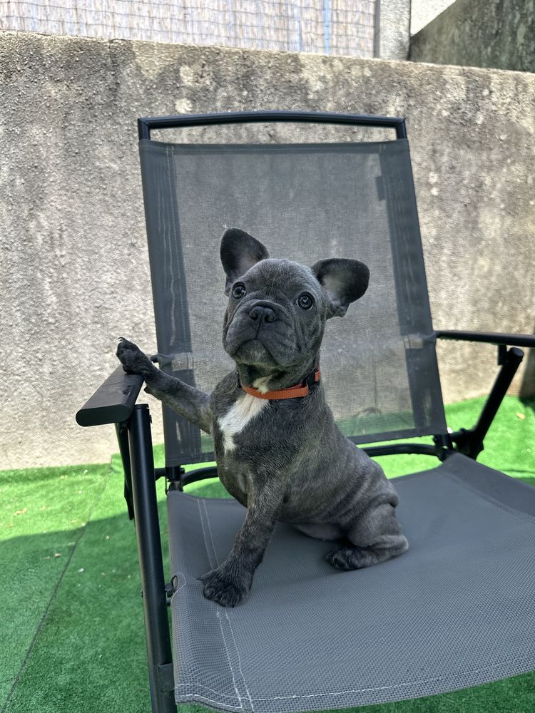 Buldogue Francês Blue
