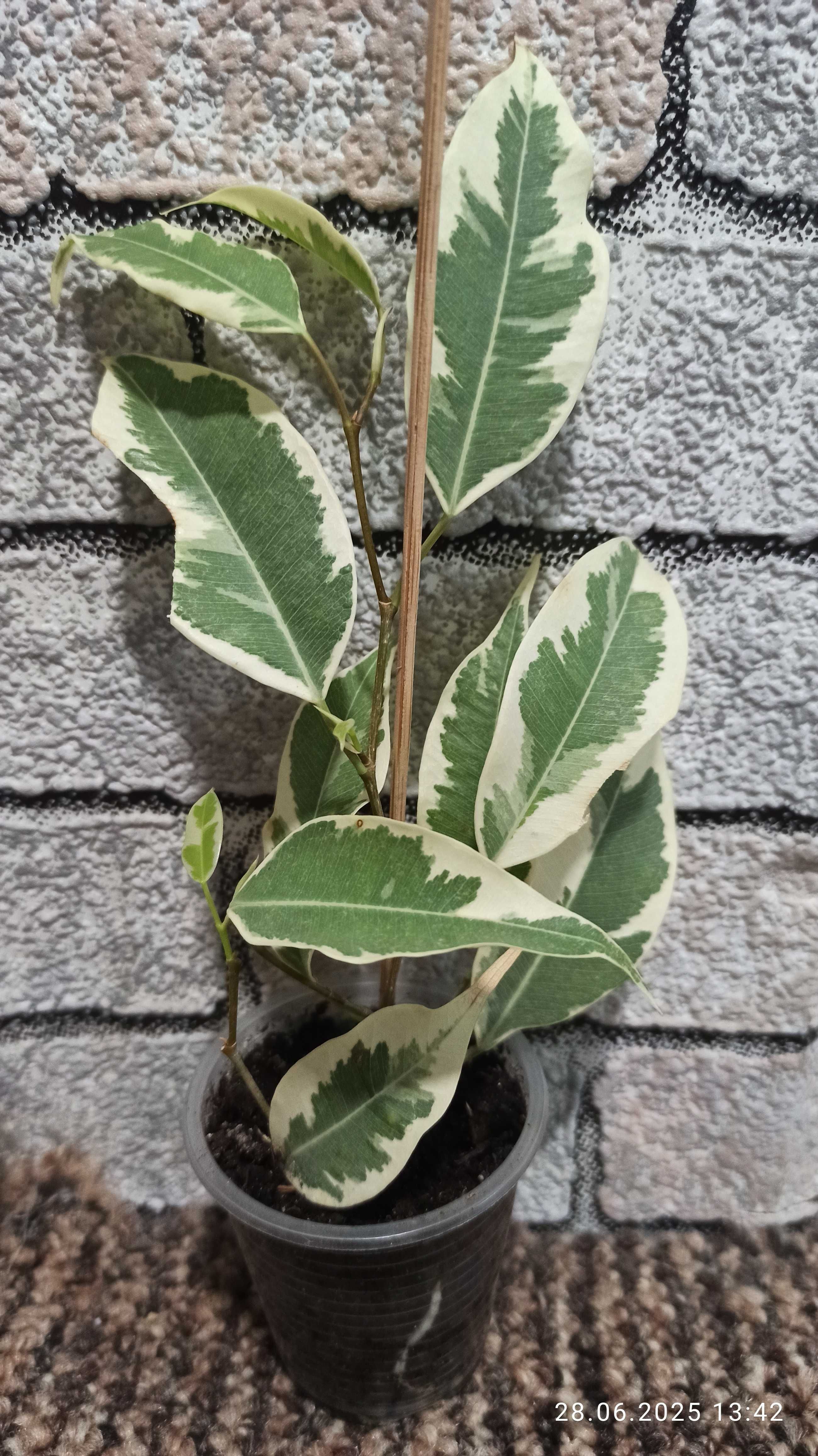 Фікус Де Гантель,Ficus De Gantel