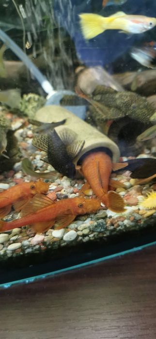 Glonojady czerwone. Ancistrus Red