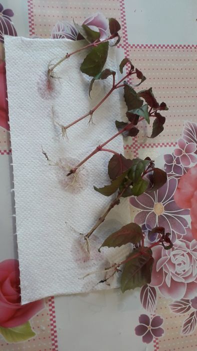 Фуксия деревовидна/легка в уході