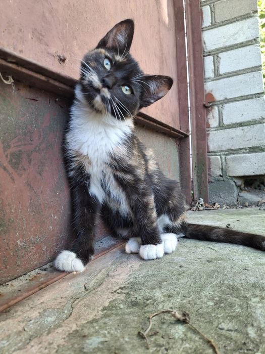 Черепашкове кошеня дівчинка, 4 міс. Київ та область