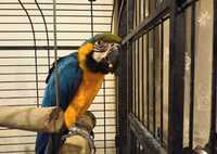 Идеальное решение для любителей экзотики - попугай Ара