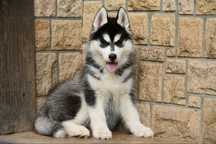 Przepiękna czarno-biała ciemnooka sunia Siberian Husky FCI