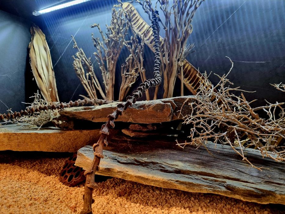 Terrarium 120x60x60 dla agamy gekona legwana jaszczurki węża żółwia