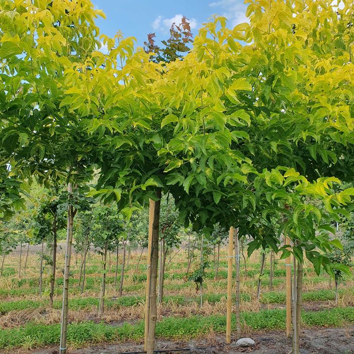 Drzewa alejowe -Klon pospolity, Lipa drobnolistna, Brzoza