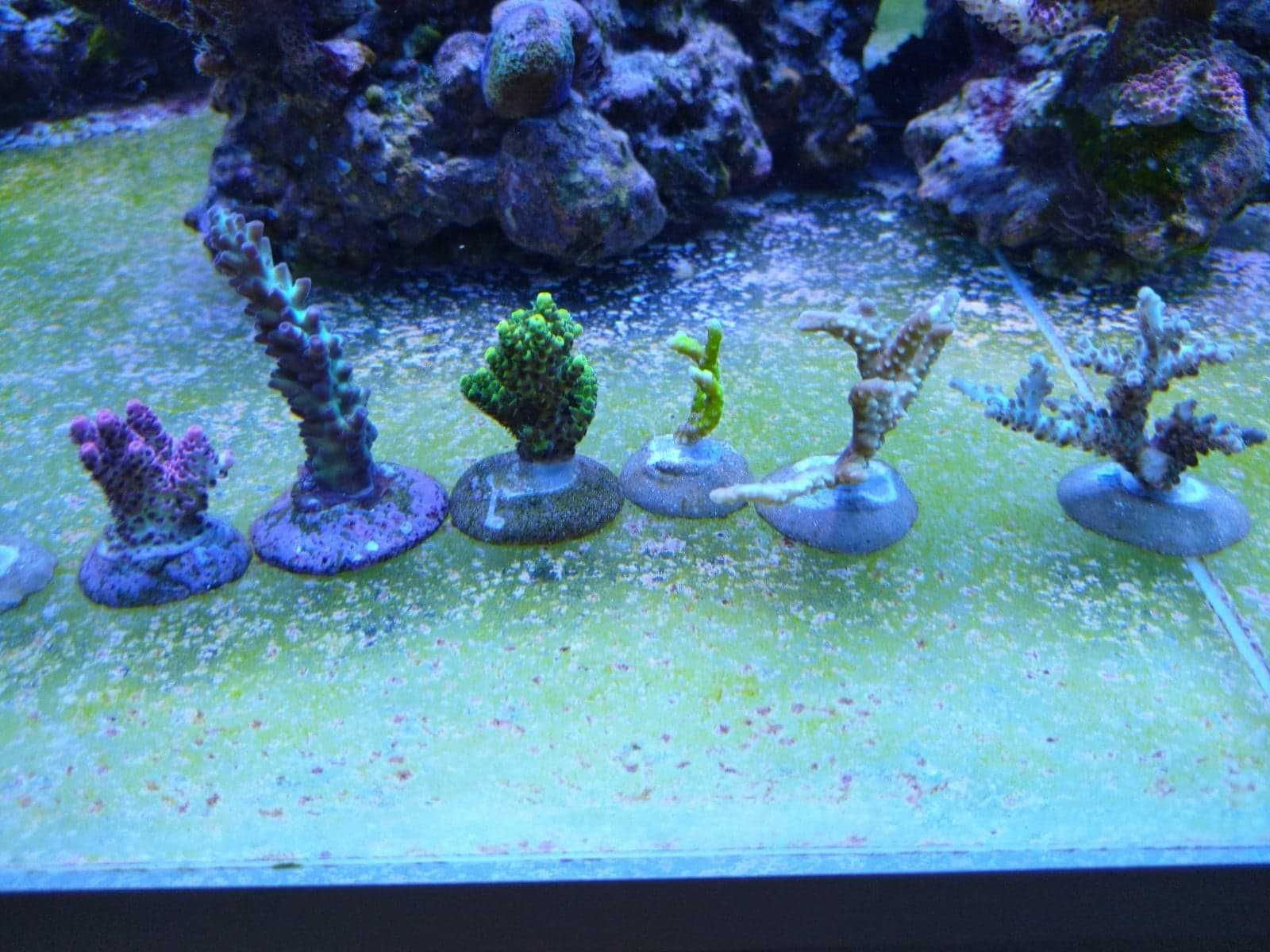 Acropora  koralowce sps szczepki akwarium morskie