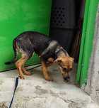 Lord- cachorro de porte pequeno para adoção