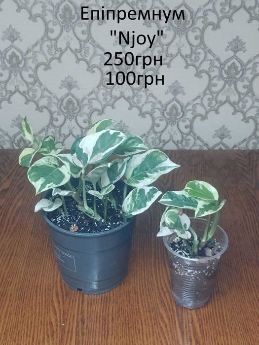 Сциндапсуси, єпіпремнуми.