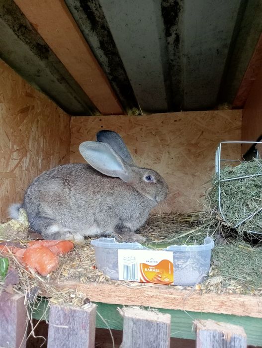 Samica olbrzyma belgijskiego