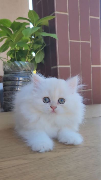 Британський хлопчик ніжний малюк