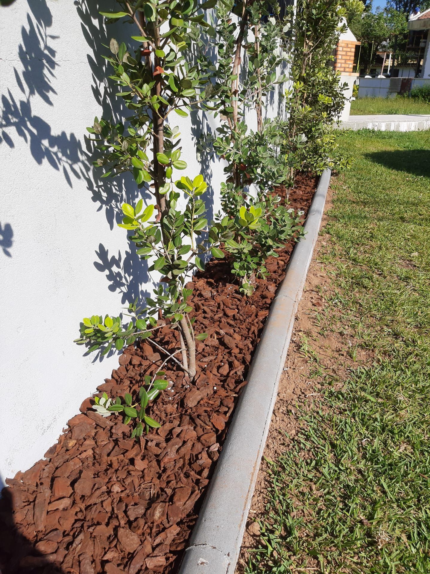 Casca de pinheiro para venda.
