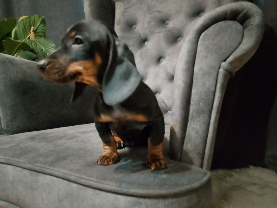 Jamnik szczeniak piesek