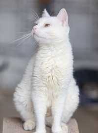 Белый, шикарный красивая кот 4 года