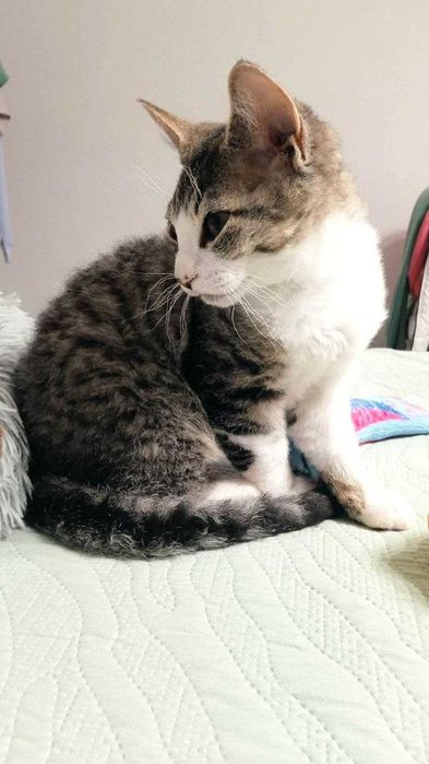 Кошеня Девон-Рекс