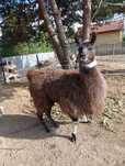 Lama samica 1 szt