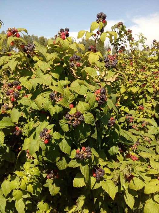 Malina czerwona sadzonka, pędy