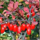 Барбарисы "Atropurpurea","Red Pillar","Erecta"