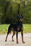 Manchester Terrier -  zapowiedź miotu ZKwP/FCI