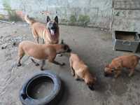 Cães pastor belga