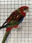 Varias aves disponiveis .