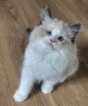 Ragdoll rodowód FPL miot h kocurek seal