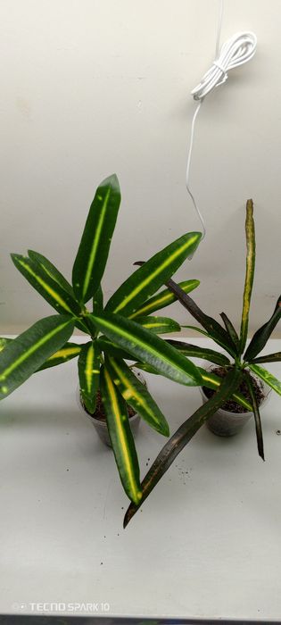 Кронтон Банан и Занзибар