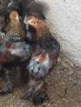 Pintos de raça Brahmas