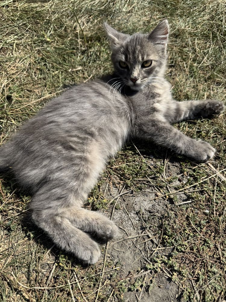 Котик безкоштовно