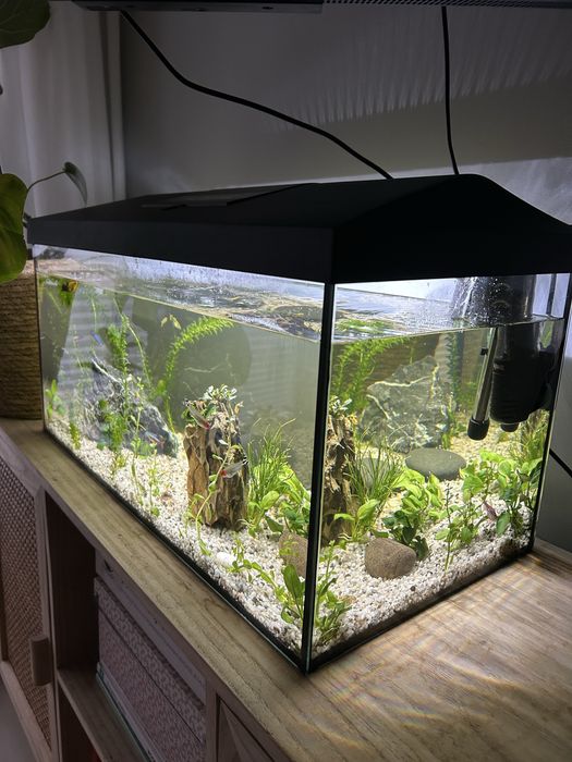 Akwarium z rybami i roślinkami