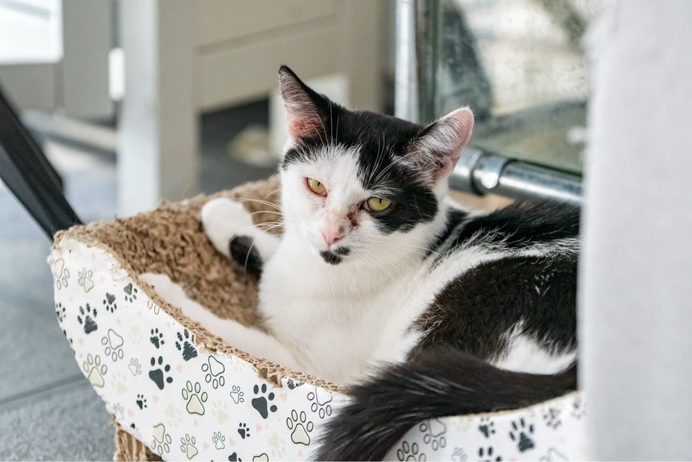 Tyfona - kotka czekająca na adopcję