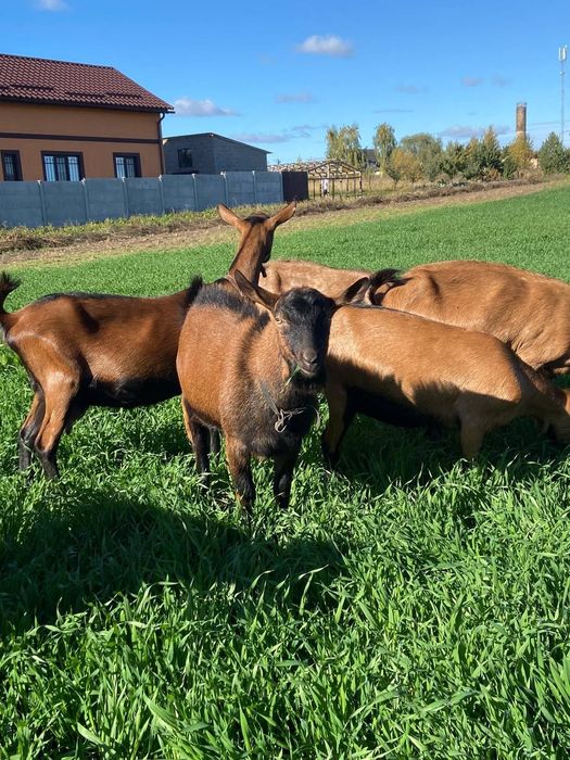 Продаю козла альпійської породи