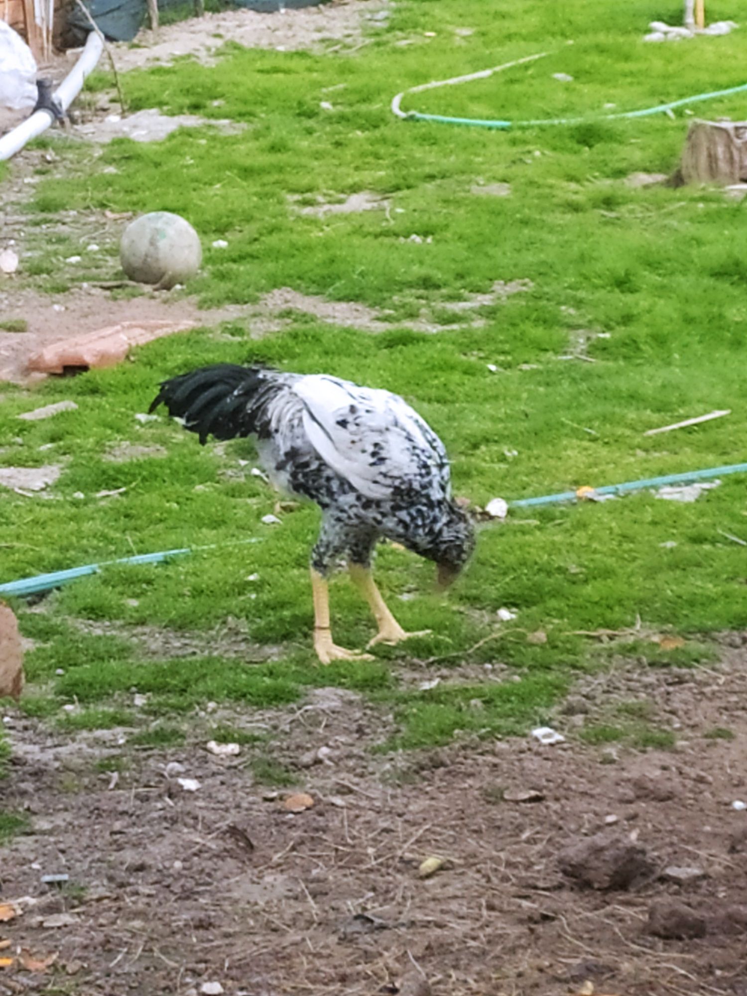 Ovos Índio, Jersey