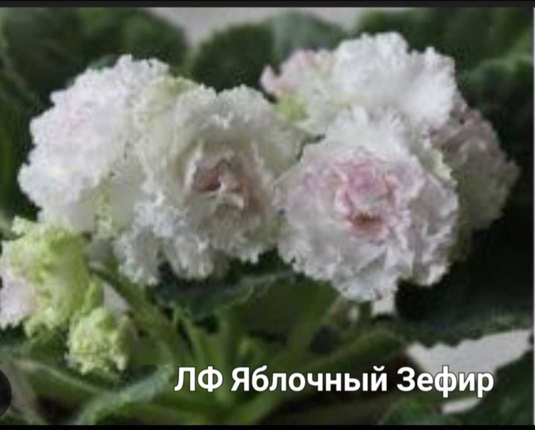 Фіалки сенполії міні, полу міні, трейлери