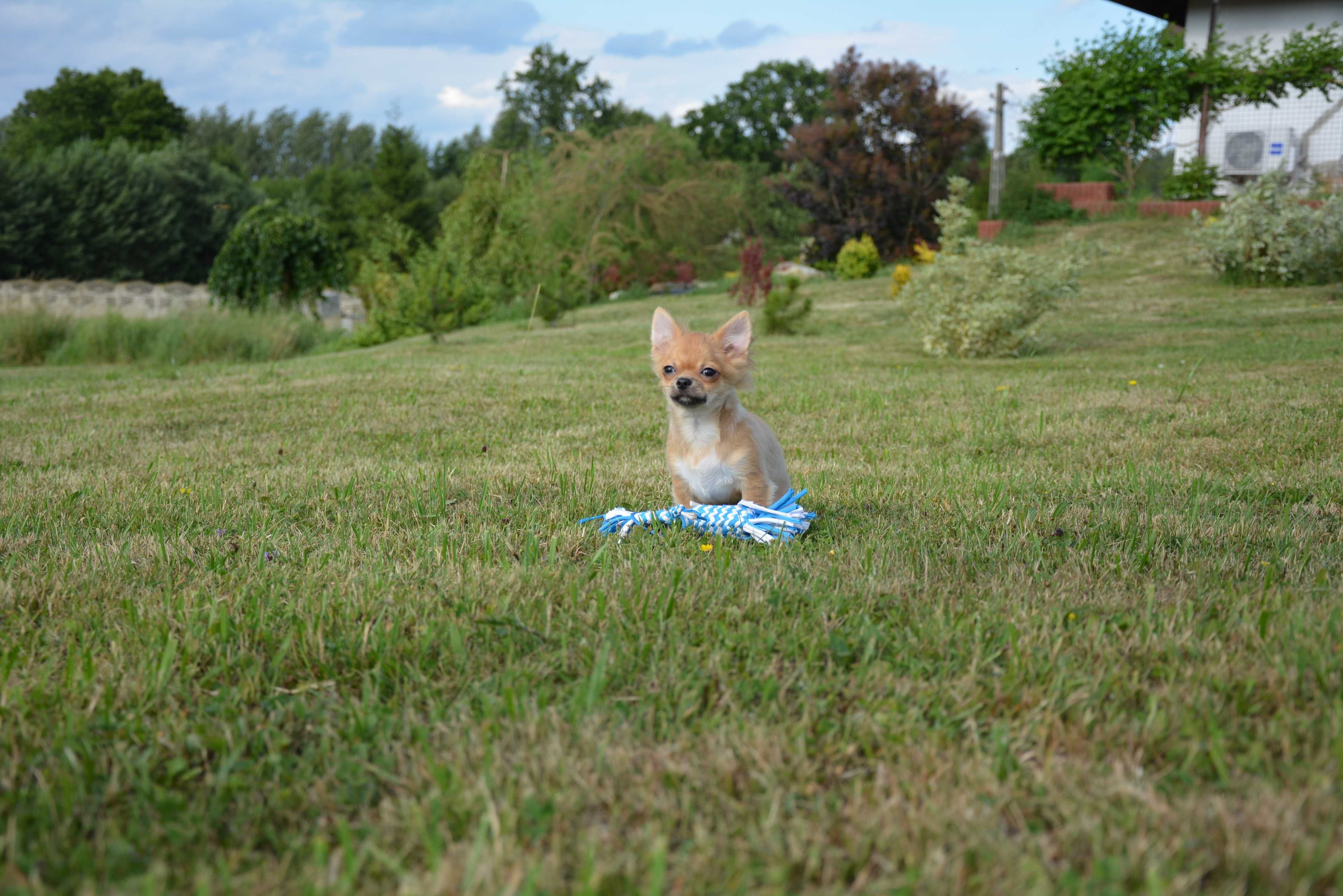 chihuahua chłopak długowłosy ZKwP FCI