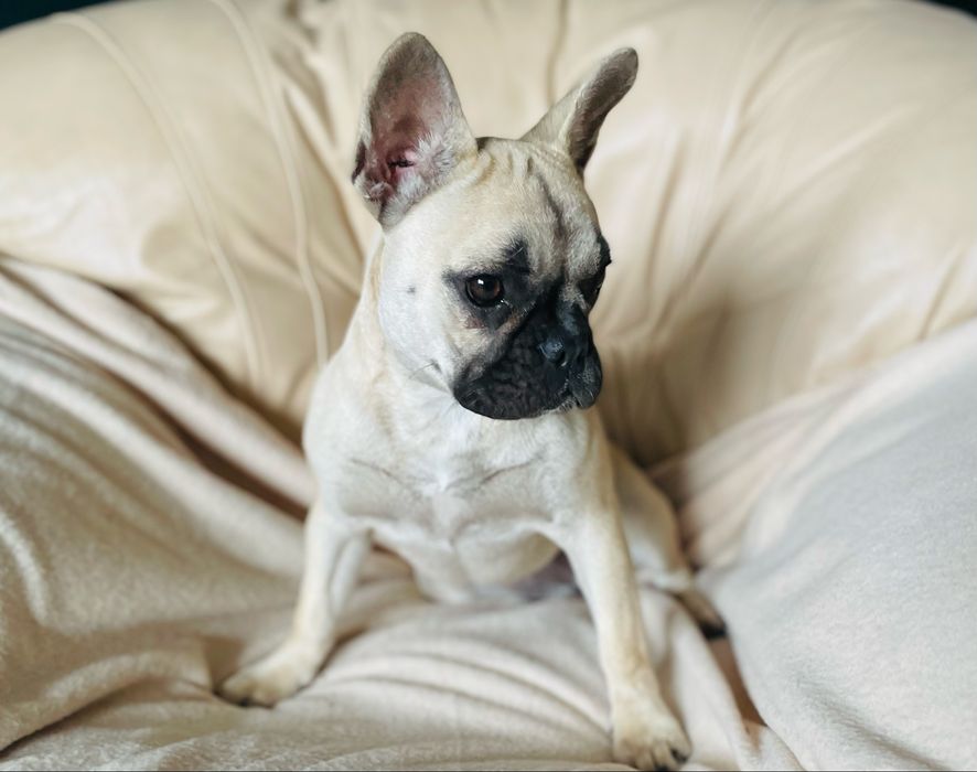 Французкий бульдог 6 месяцев