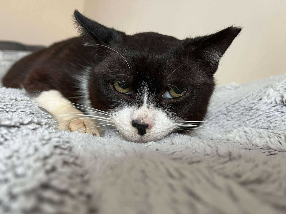 Błagam o dom dla chorego kota :( ma niewiele czasu :(