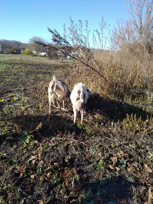 Козяча мікроферма