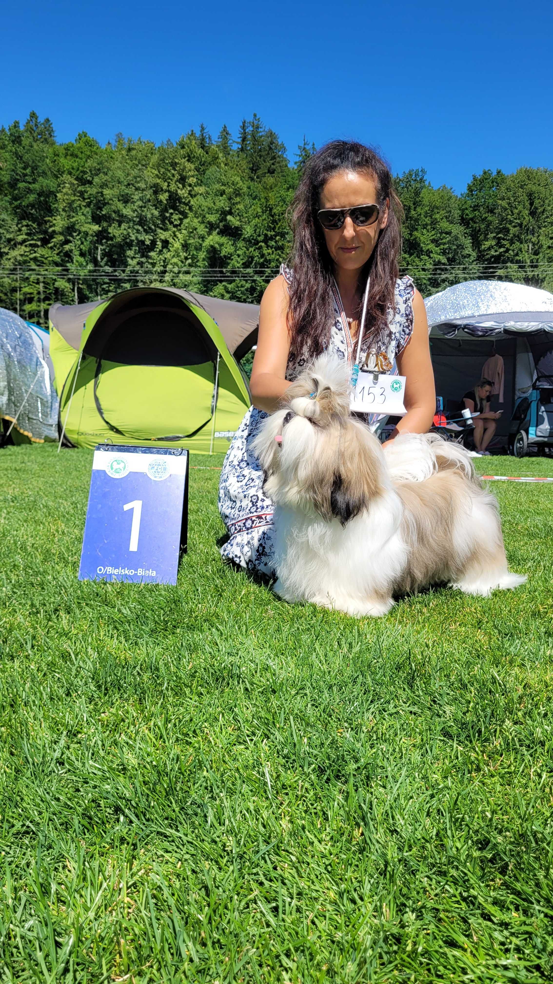 SHIH-TZU 8 miesięczny piesek ZKwP