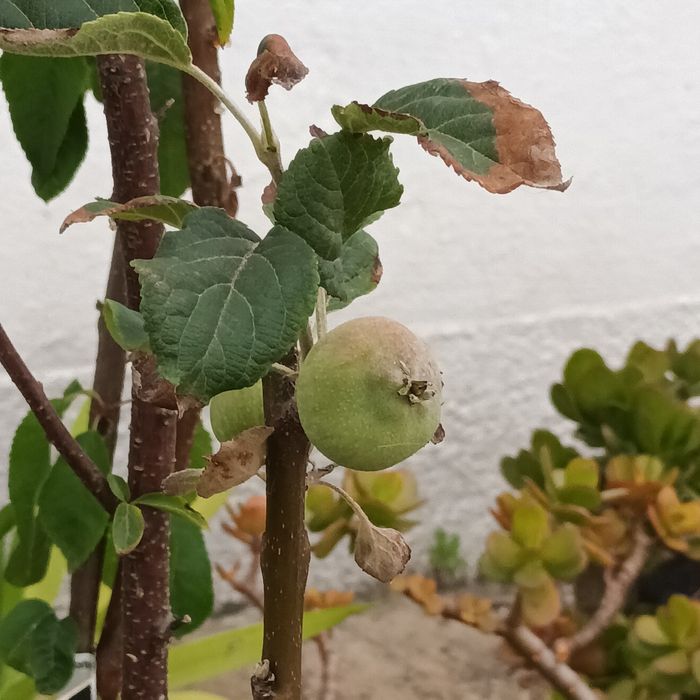 Árvores de fruto de excelência