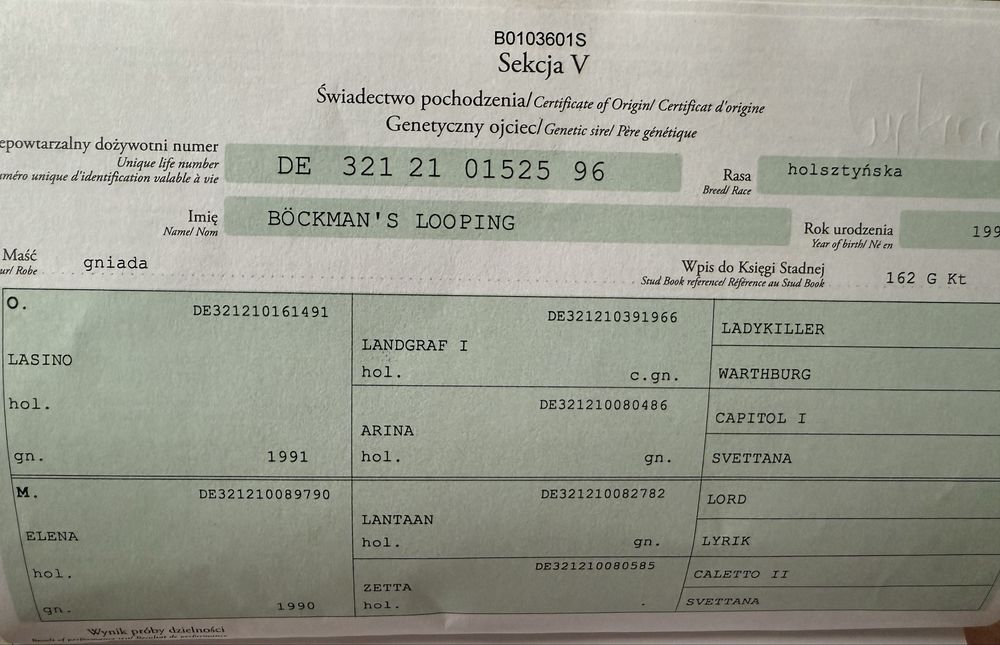 Polski Koń Szlachetnej Półkrwi