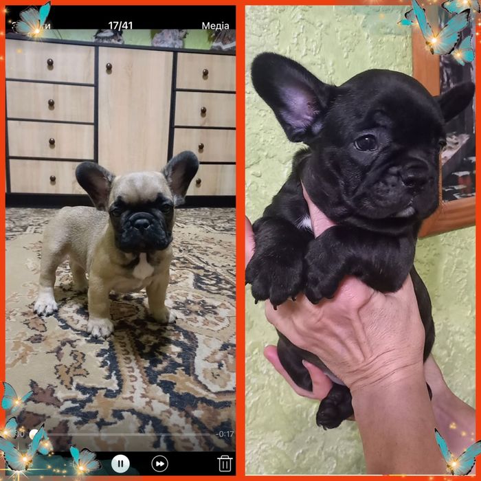 Кращі з кращих мялят